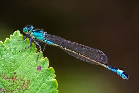Blue Tailed Damselfly Side Profile on Leaf Macro Close Up Stock Photos