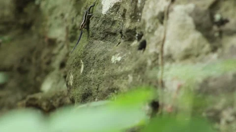 Blue Tailed Skink Frantically Leaps Out Of Frame Stock Footage 54516445