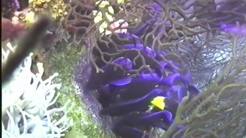 BLUE TANG 1 Stock Footage 306531391
