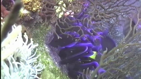 BLUE TANG 3 Video stock 306532622