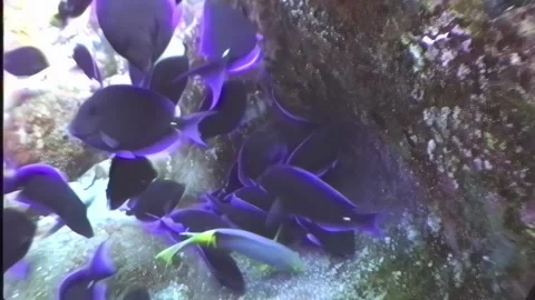 BLUE TANG 4 Video stock 306531979