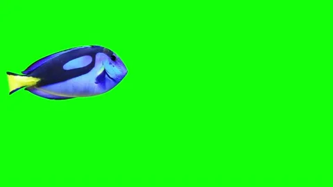 Blue Tang Fish Anim 2 cam 4 스톡 동영상 210224816
