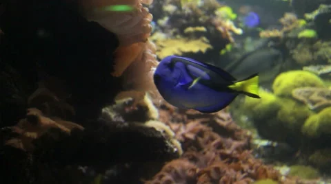 Blue Tang Fish Stock-Footage 45935719