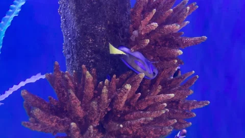 Blue Tang Fish Stuck in Corals Closeup Underwater Stock Footage Stock Footage 280306545