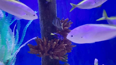 Blue Tang Fish Stuck in Corals Underwater Stock Footage 2 Stock Footage 280320542