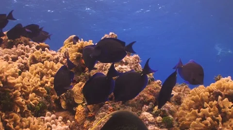 Blue Tangs Vídeo Stock 7136607