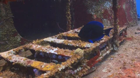 Blue tangs in shipwreck Vidéo 8641646