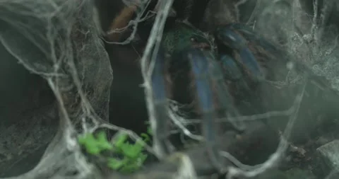 Blue Tarantula Hiding in a Crevice Stock Footage 265612802