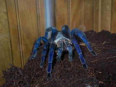 Blue tarantula Stock Photos