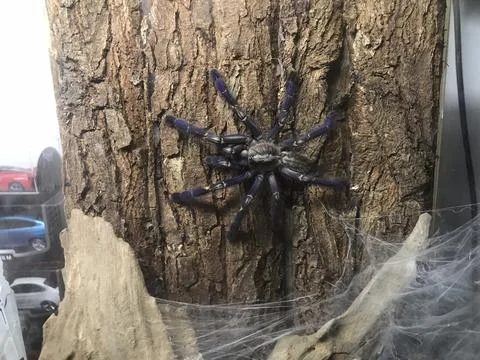 Blue tarantula Stockfoto's