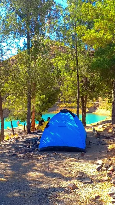 Blue tent in a pine forest on a sunny day, camping on vacation Stock Footage 320057085