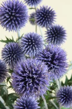Blue Thistle close up Stock Photos