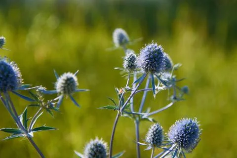 Blue thistle in the field Stock Photos