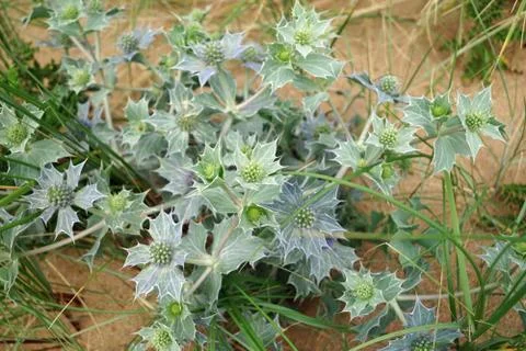 Blue thistle at the   Murder Hole Beach  Boyeghether Bay Stock Photos