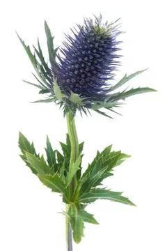 Blue Thistle Stock Photos