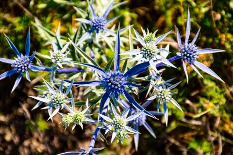Blue thistle zero Stock Photos
