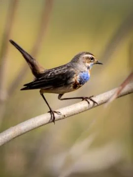 The blue-throat Stock Photos