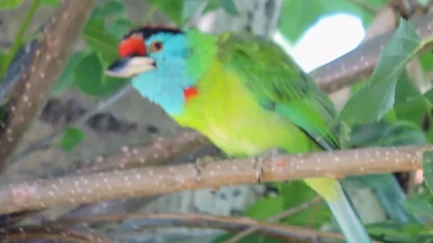 Blue throated Barbet bunch on tree Stock Footage 337463496