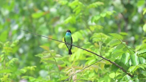 Blue-throated Bee-eater on Branch Environmental Shot Vídeos de archivo 342579007