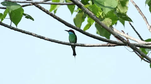 Blue Throated Bee-Eater Stock Footage 60436266