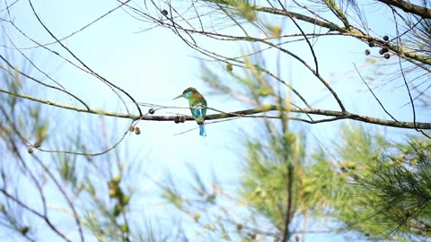 Blue throated Bee eater Stock Footage 249311067
