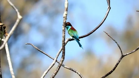 Blue-throated Bee-eater Stock Footage 249311211