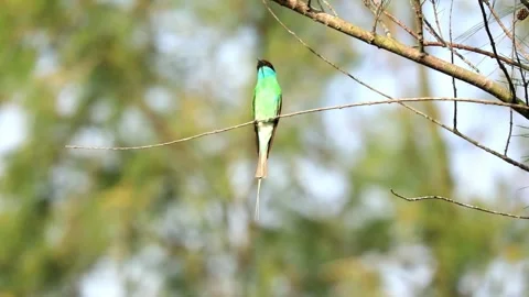 Blue-throated Bee-eater Stock Footage 249311221