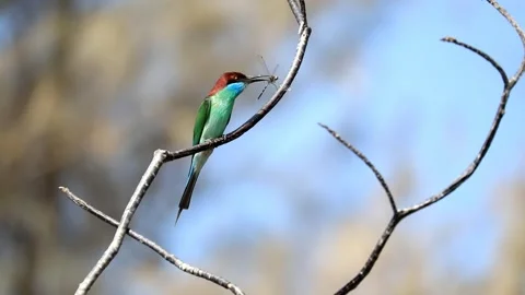 Blue-throated Bee-eater Stock Footage 249311409