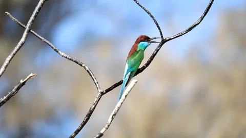 Blue-throated Bee-eater Stock Footage 249311454