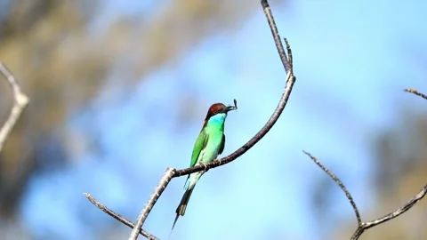 Blue-throated Bee-eater Stock Footage 249311458