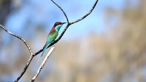 Blue-throated Bee-eater Stock Footage 249311487