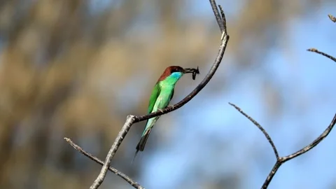 Blue-throated Bee-eater Stock Footage 249311819