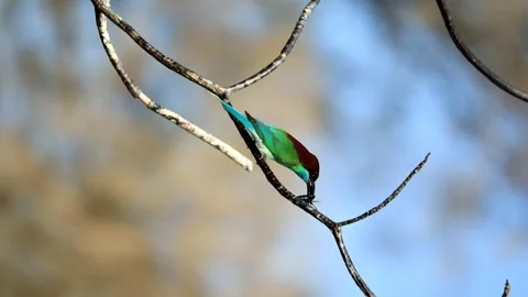 Blue-throated Bee-eater Stock Footage 249311857