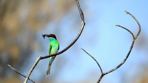 Blue-throated Bee-eater Stock Footage 249312200