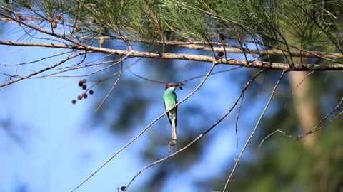 Blue-throated Bee-eater Stock Footage 249312303