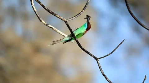 Blue-throated Bee-eater Stock Footage 249312464