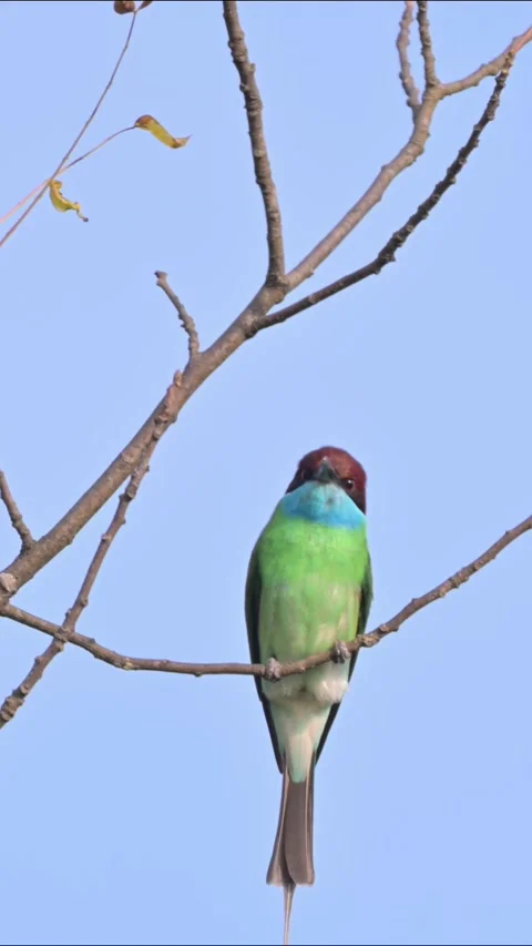 Blue-throated Bee-eater Front View on Branch Stock-Footage 342722055