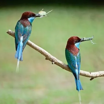 Blue-throated bee-eater Stock Photos
