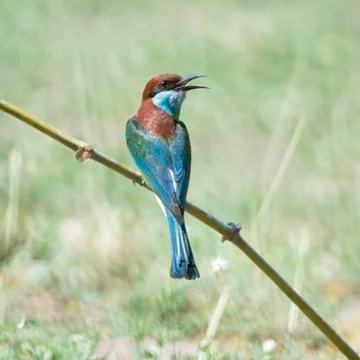 Blue-throated Bee-eater Stock Photos