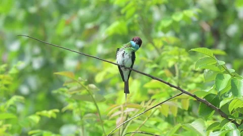 Blue-throated Bee-eater Preparing to Take Flight from Branch Vídeos de archivo 342578994
