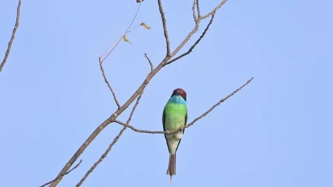 Blue-throated Bee-eater Preparing to Take Flight from Branch Stock-Footage 342679165