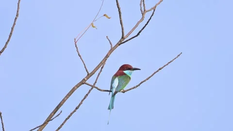 Blue-throated Bee-eater Side Profile Close-up on Branch Stock-Footage 342578040