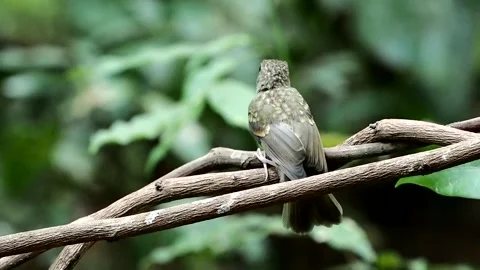Blue-throated Flycatcher perched on a tree branch against nice green blurre.. Stock-Footage 334179679