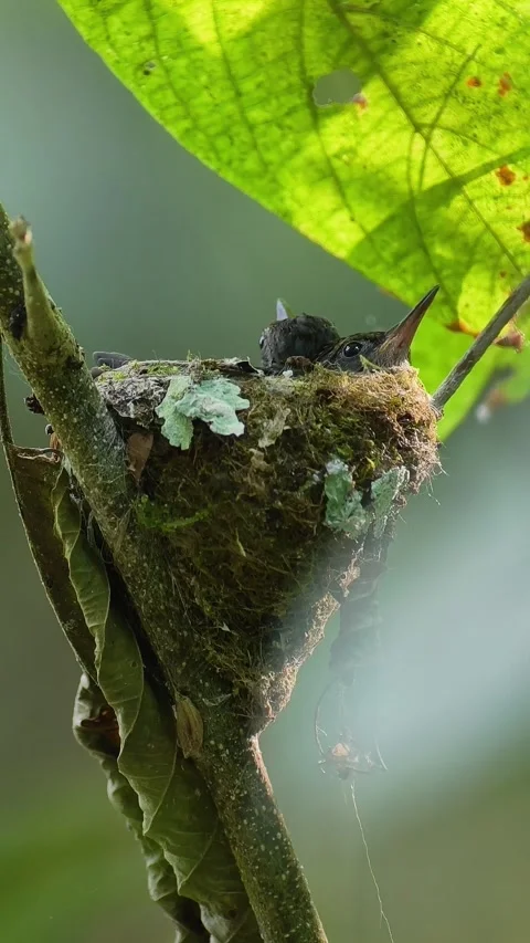 Blue-throated Goldentail chicks resting in mossy nest in rainforest Stock Footage 346548688