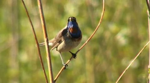 Blue-throated robin 1 Stock Footage 18183781