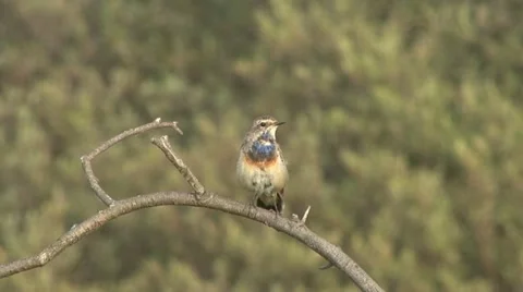 Blue-throated robin Stock Footage 18183667