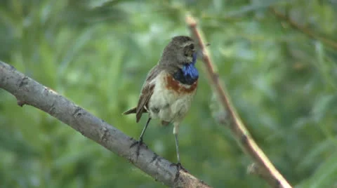 Blue-throated robin Video stock 24712209