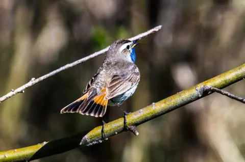 Blue-throated robin Stock Photos