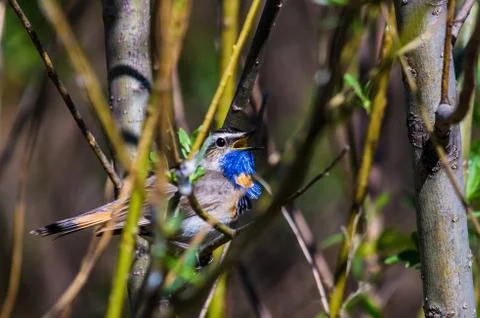 Blue-throated robin Stock Photos