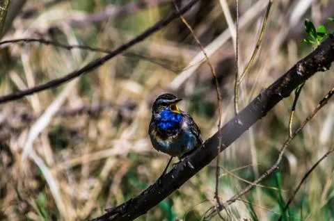 Blue-throated robin Stock Photos